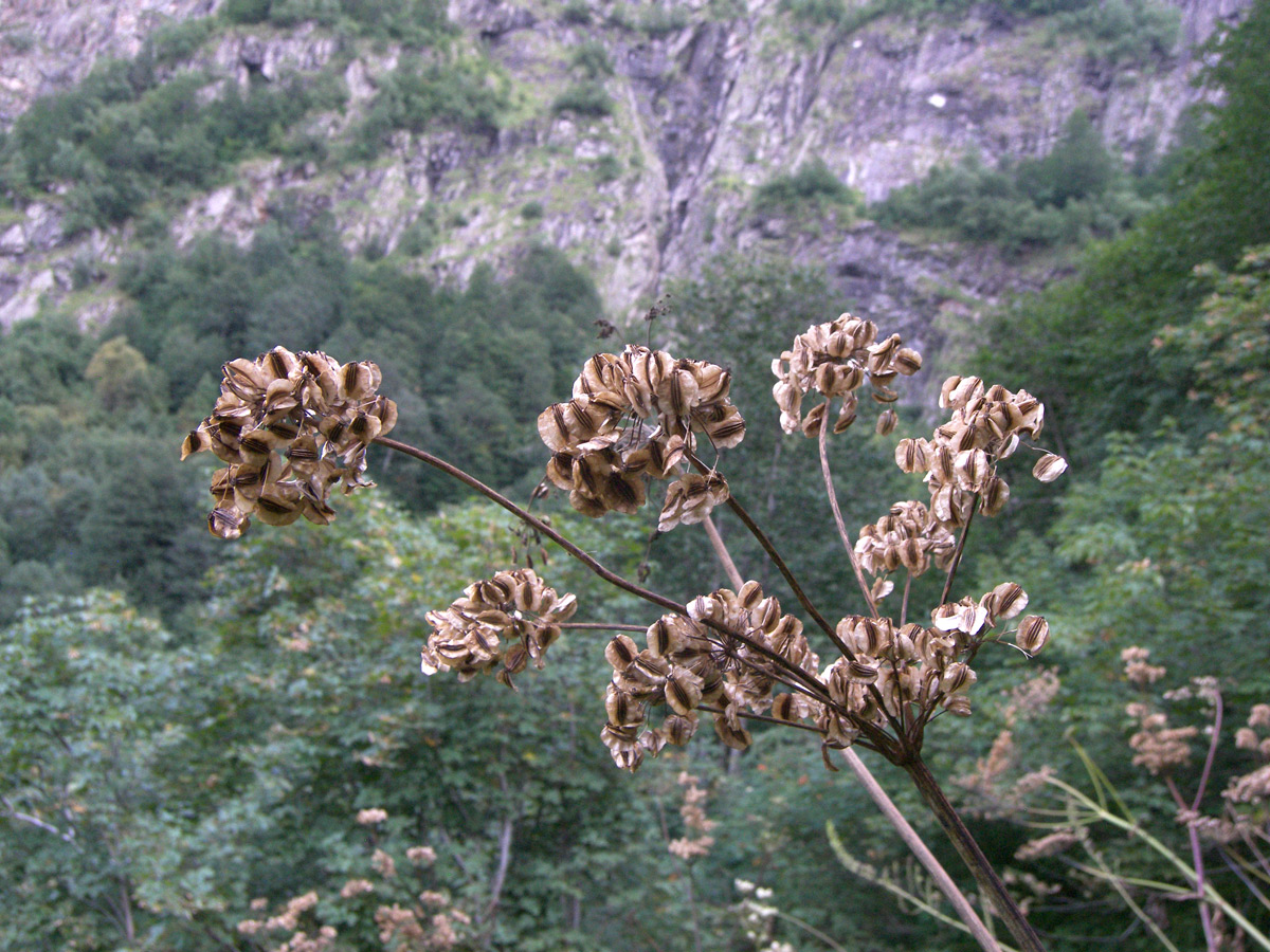 Image of Angelica purpurascens specimen.