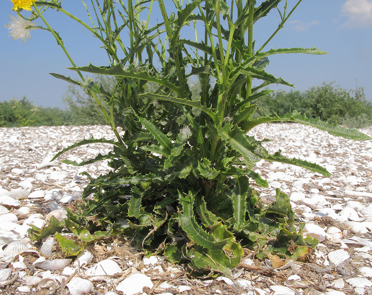 Image of Sonchus arvensis specimen.