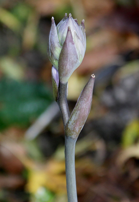 Изображение особи Hosta fortunei.