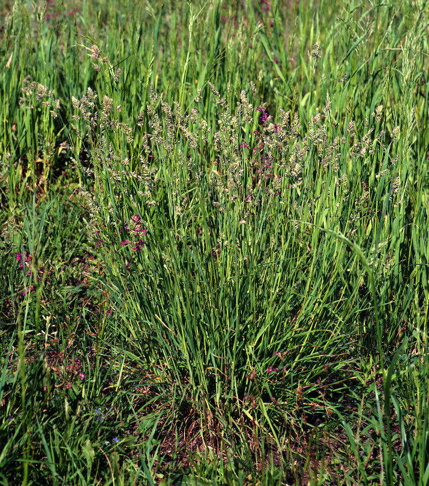 Image of Dactylis glomerata specimen.