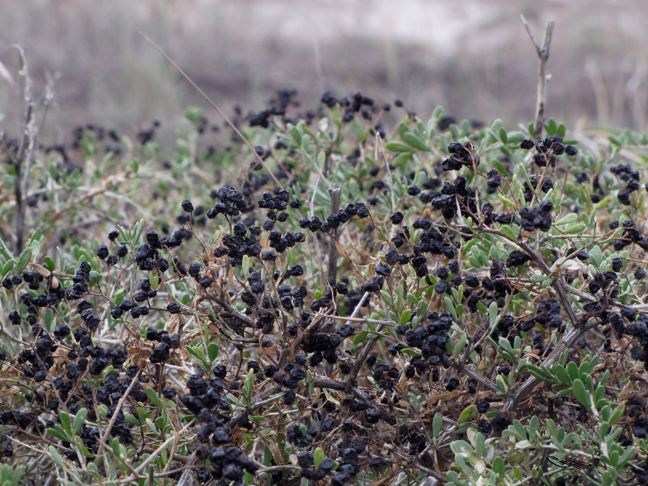 Image of Nitraria sibirica specimen.