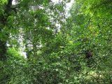 Poncirus trifoliata. Часть плодоносящего растения. Абхазия, Гудаутский р-н, г. Новый Афон, Афонская гора. 20 августа 2009 г.