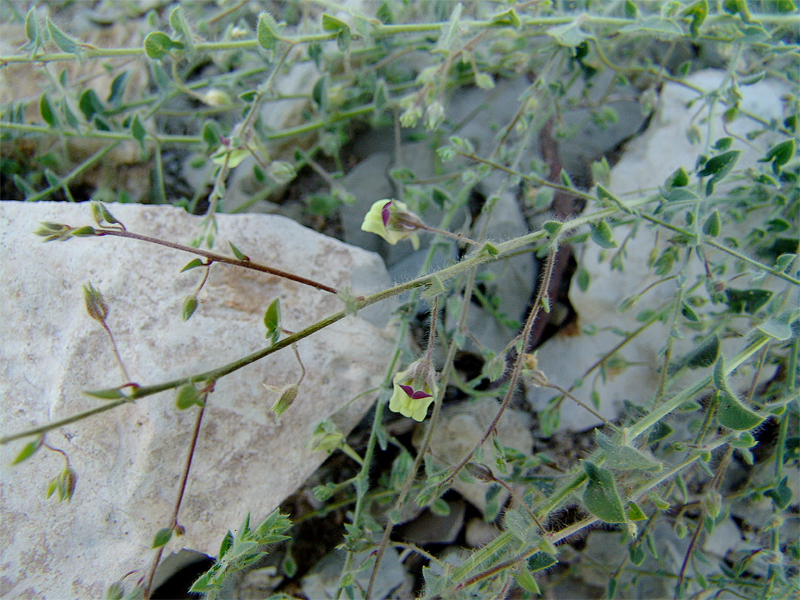 Image of Kickxia caucasica specimen.