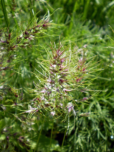 Image of Poa bulbosa ssp. vivipara specimen.