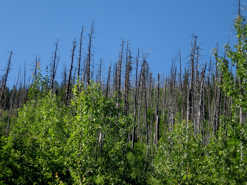 Изображение особи Abies sibirica.