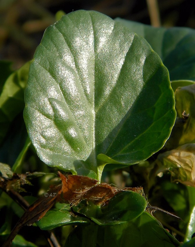 Изображение особи семейство Brassicaceae.