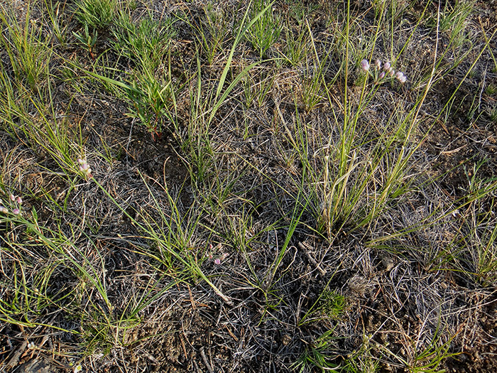 Image of Allium tenuissimum specimen.