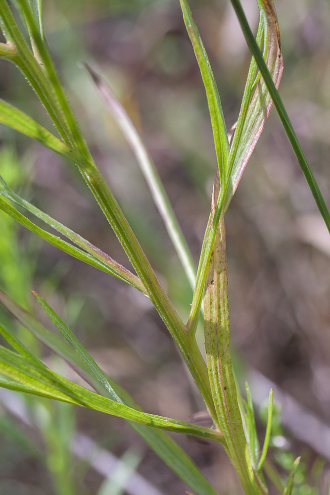 Image of Centaurea cyanus specimen.