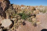 Alyssum oschtenicum