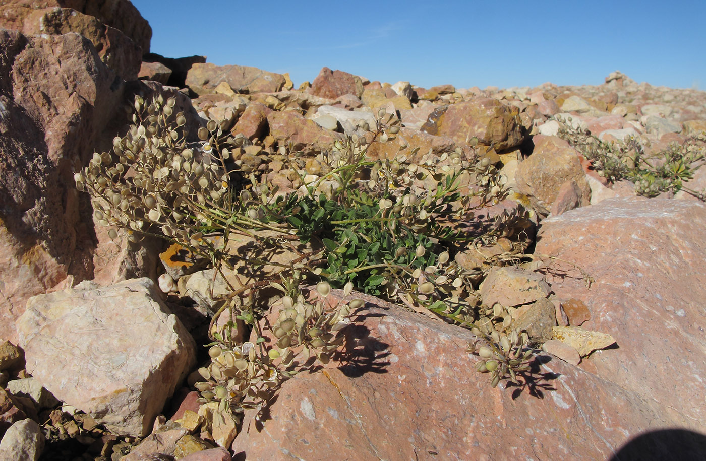 Изображение особи Alyssum oschtenicum.