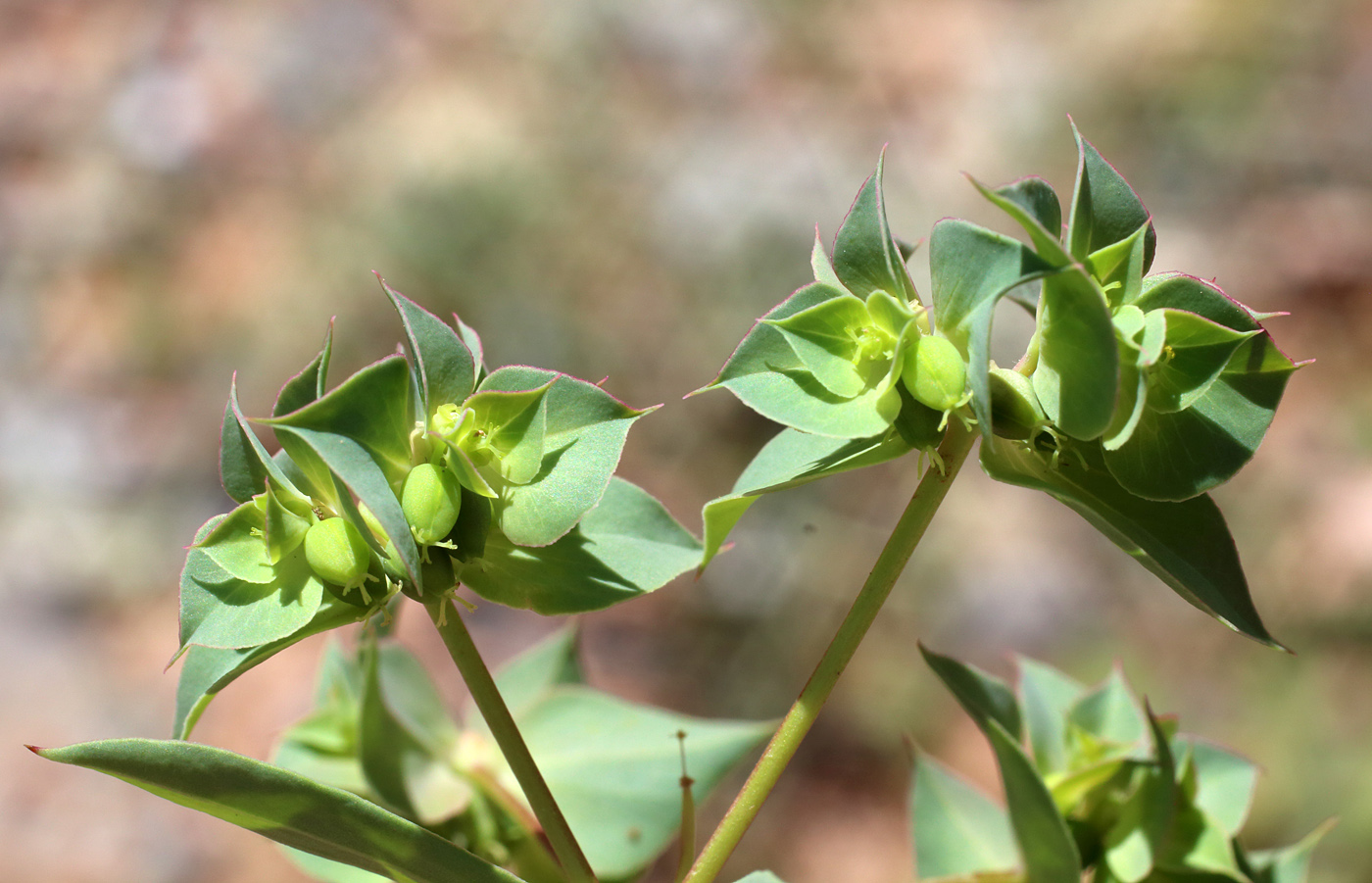 Изображение особи Euphorbia falcata.