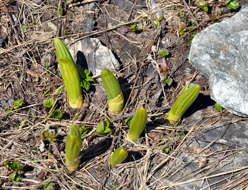 Изображение особи Veratrum lobelianum.