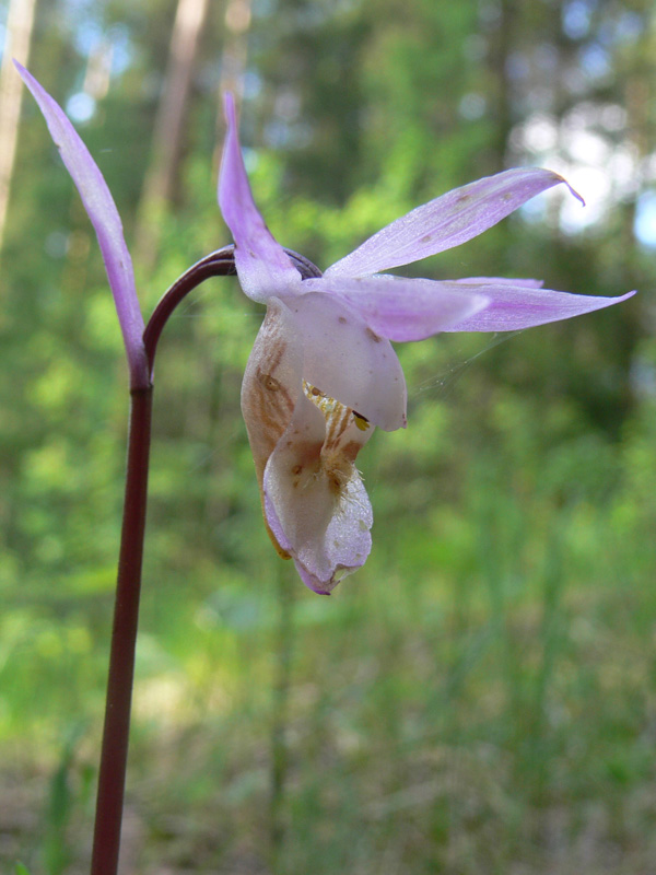 Image of Calypso bulbosa specimen.