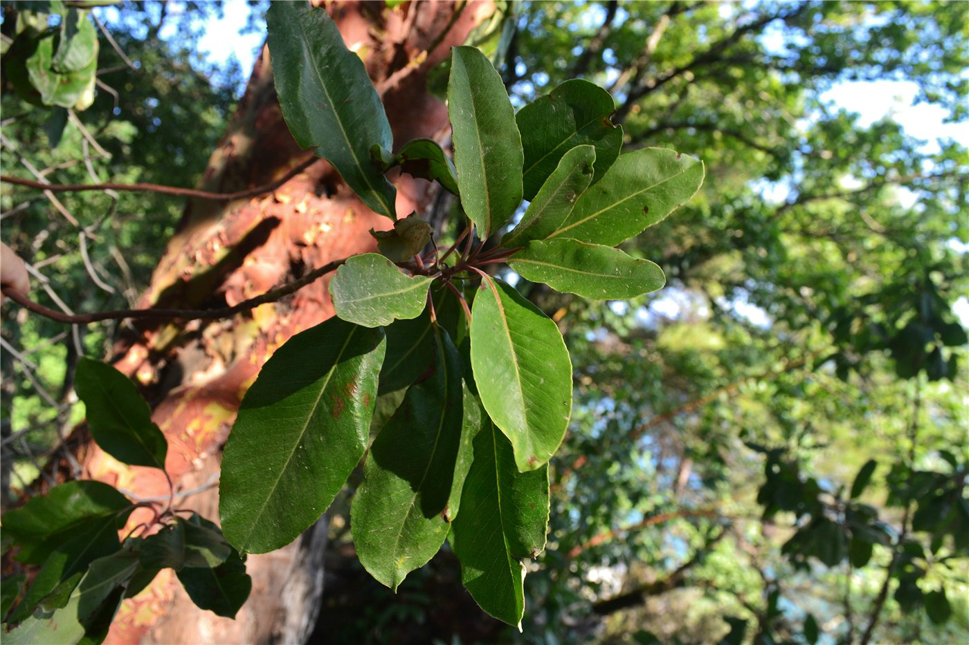 Image of Arbutus andrachne specimen.