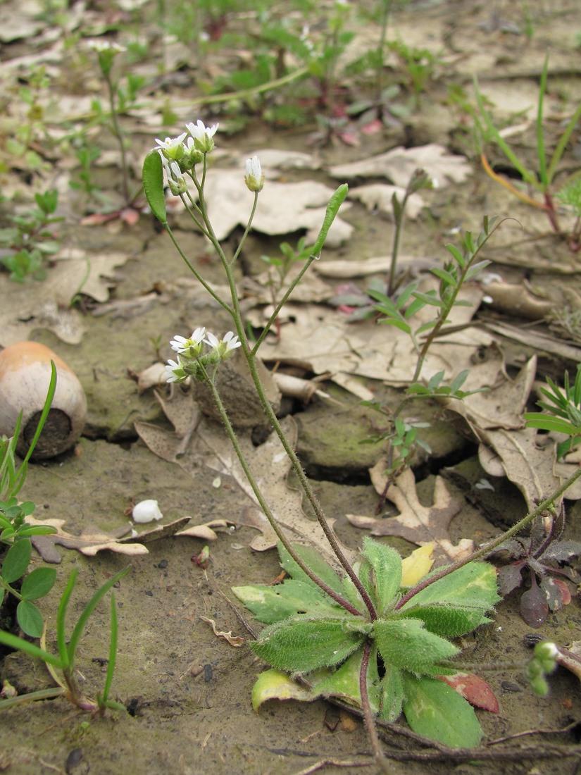 Изображение особи Erophila verna.