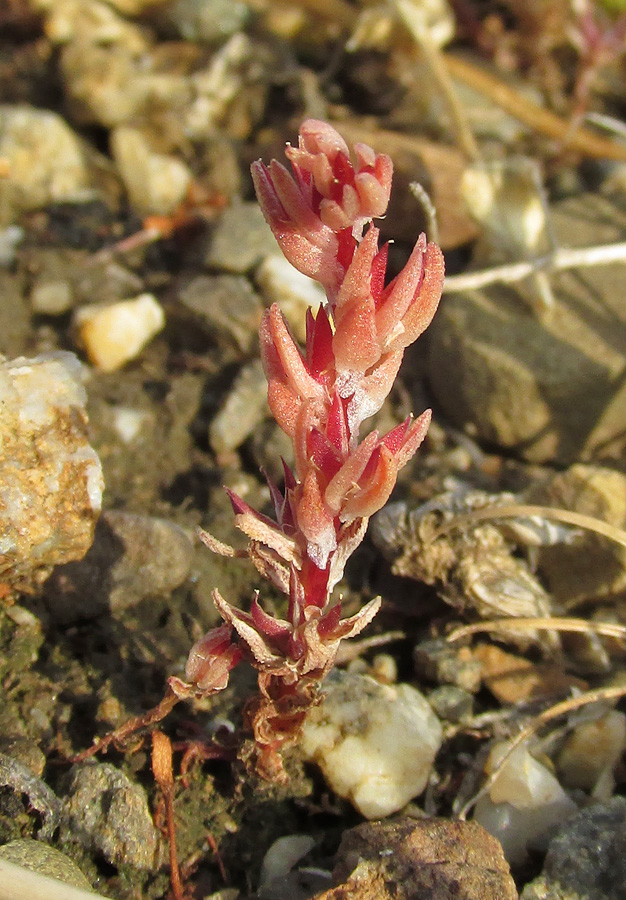 Image of Macrosepalum aetnense specimen.