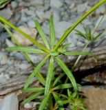 Asperula setosa