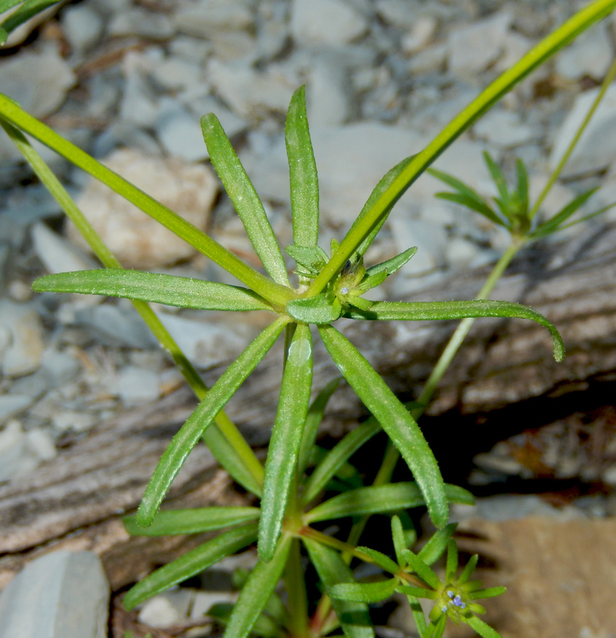 Image of Asperula setosa specimen.