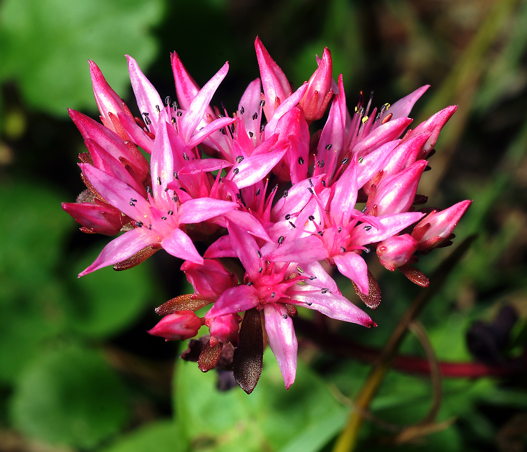 Image of Sedum spurium specimen.