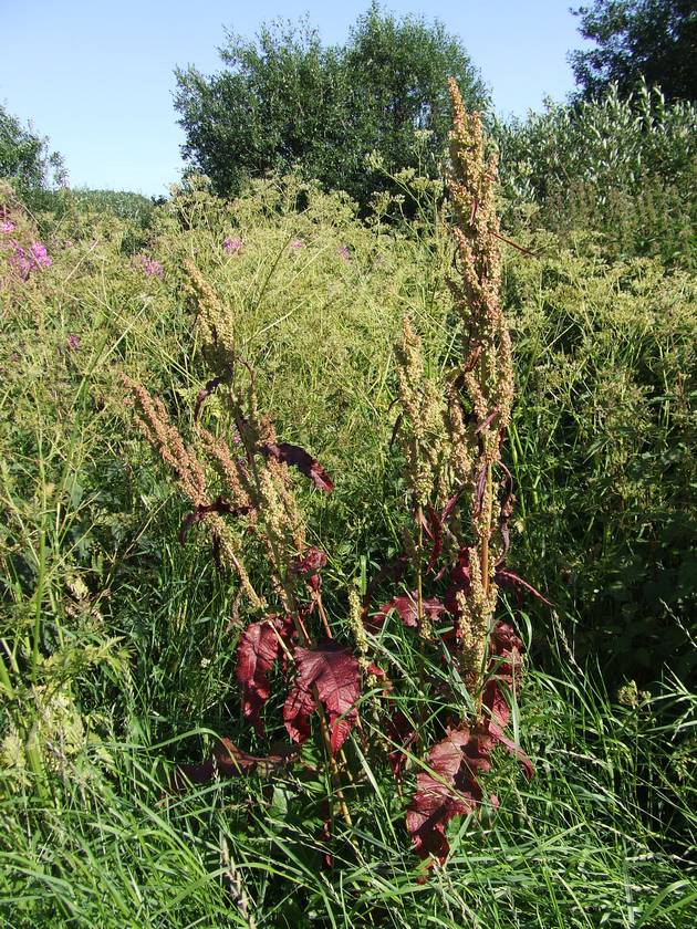 Image of Rumex longifolius specimen.