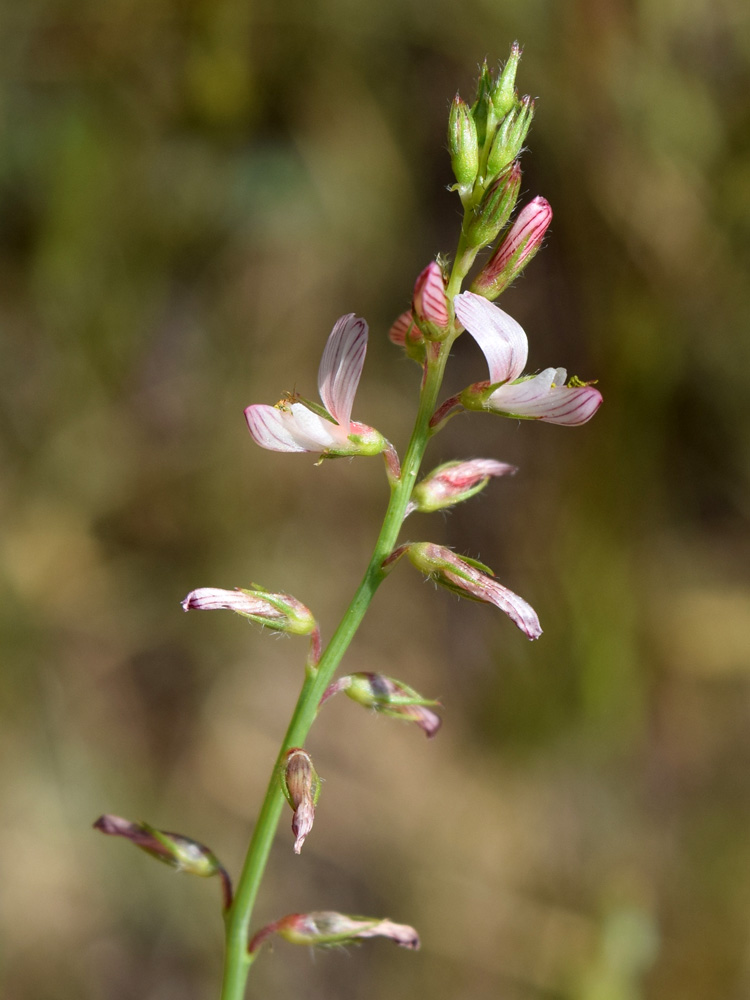 Image of Onobrychis pulchella specimen.