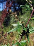 Artemisia vulgaris