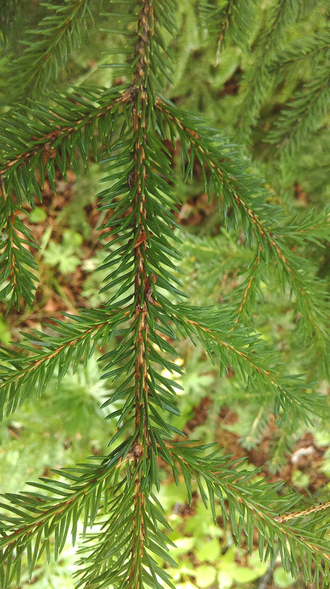 Изображение особи Picea abies.