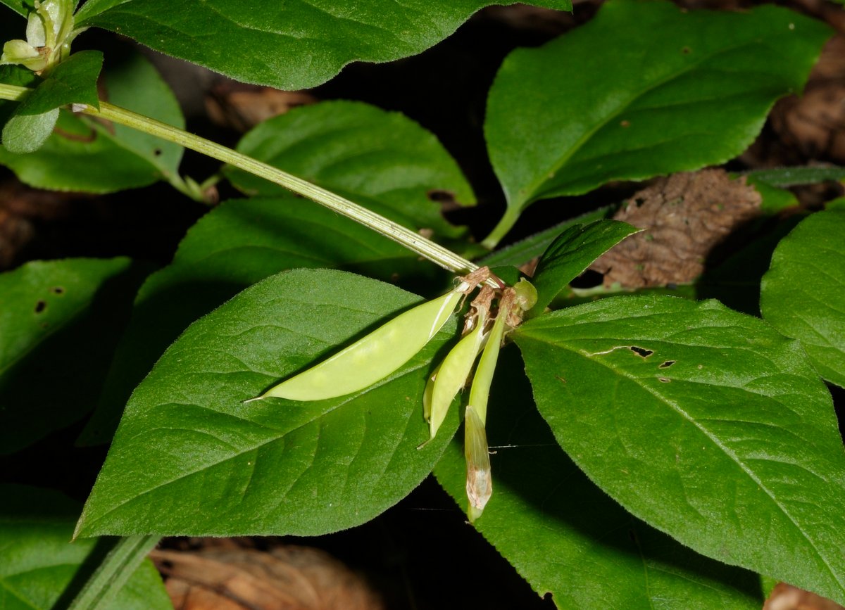 Изображение особи Vicia ohwiana.