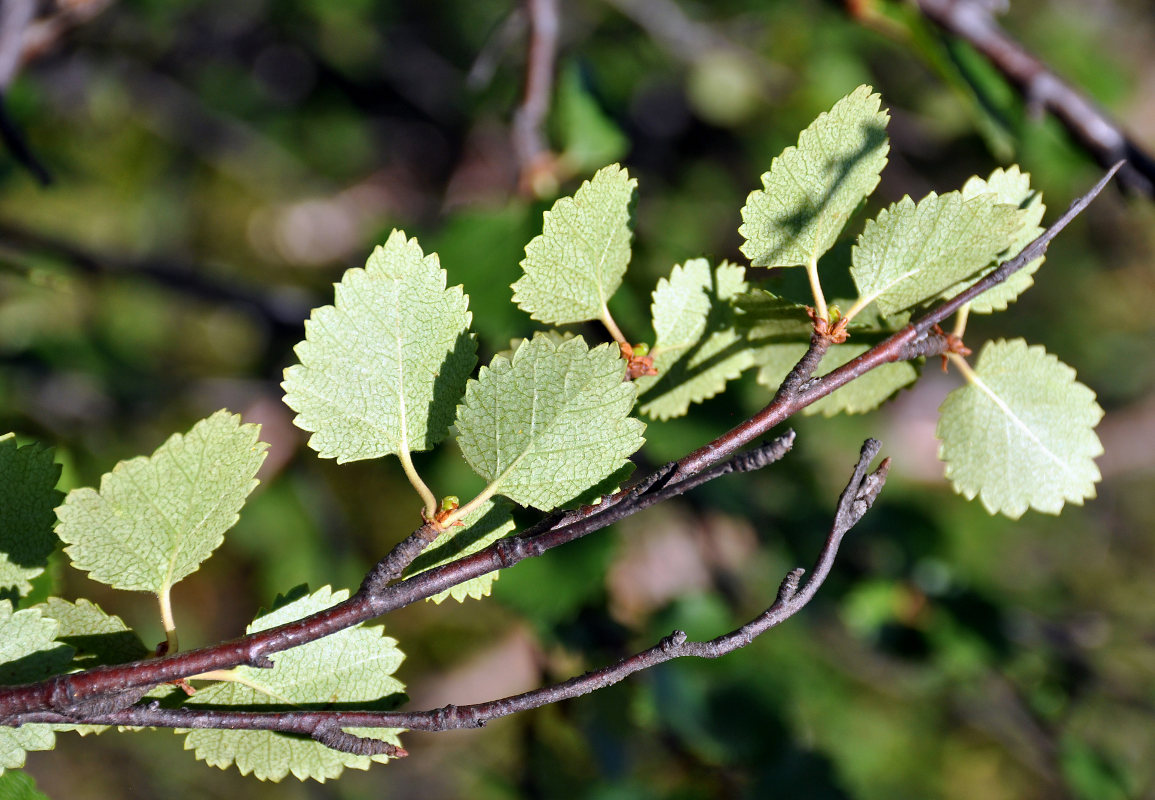 Image of genus Betula specimen.