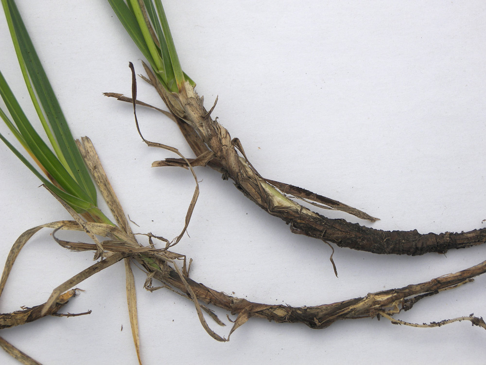 Image of Sesleria alba specimen.