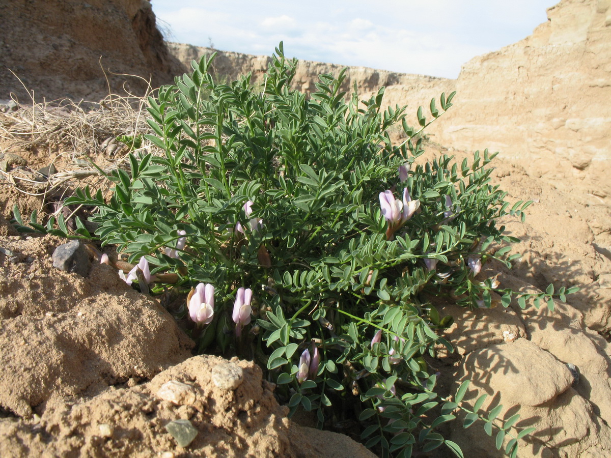 Image of Astragalus tetrastichus specimen.