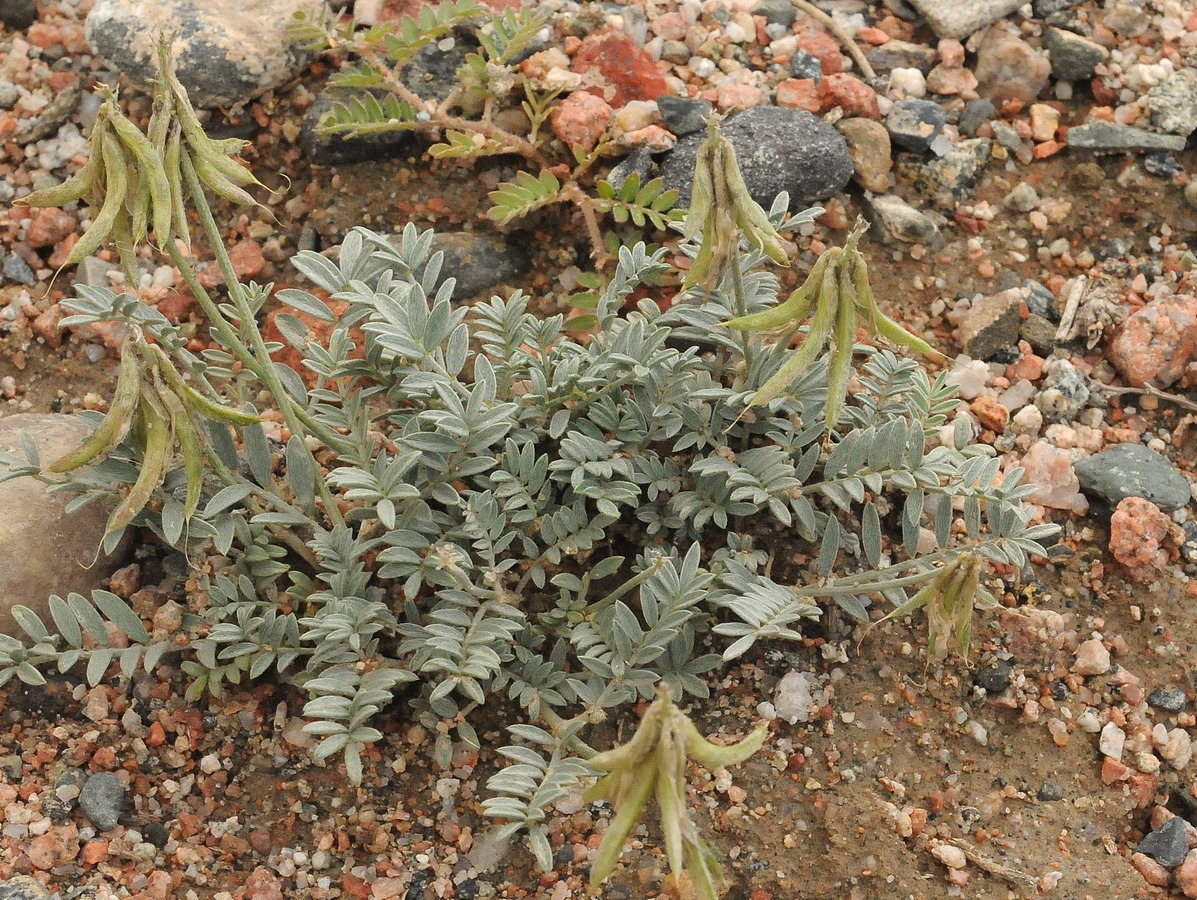 Image of Astragalus petraeus specimen.