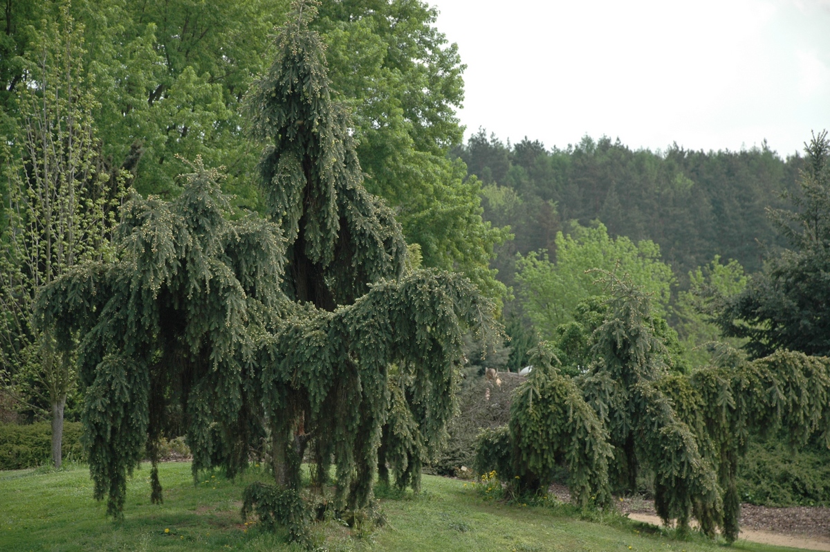 Изображение особи Picea abies f. pendula.