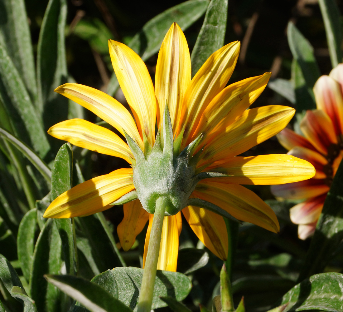 Image of Gazania &times; hybrida specimen.