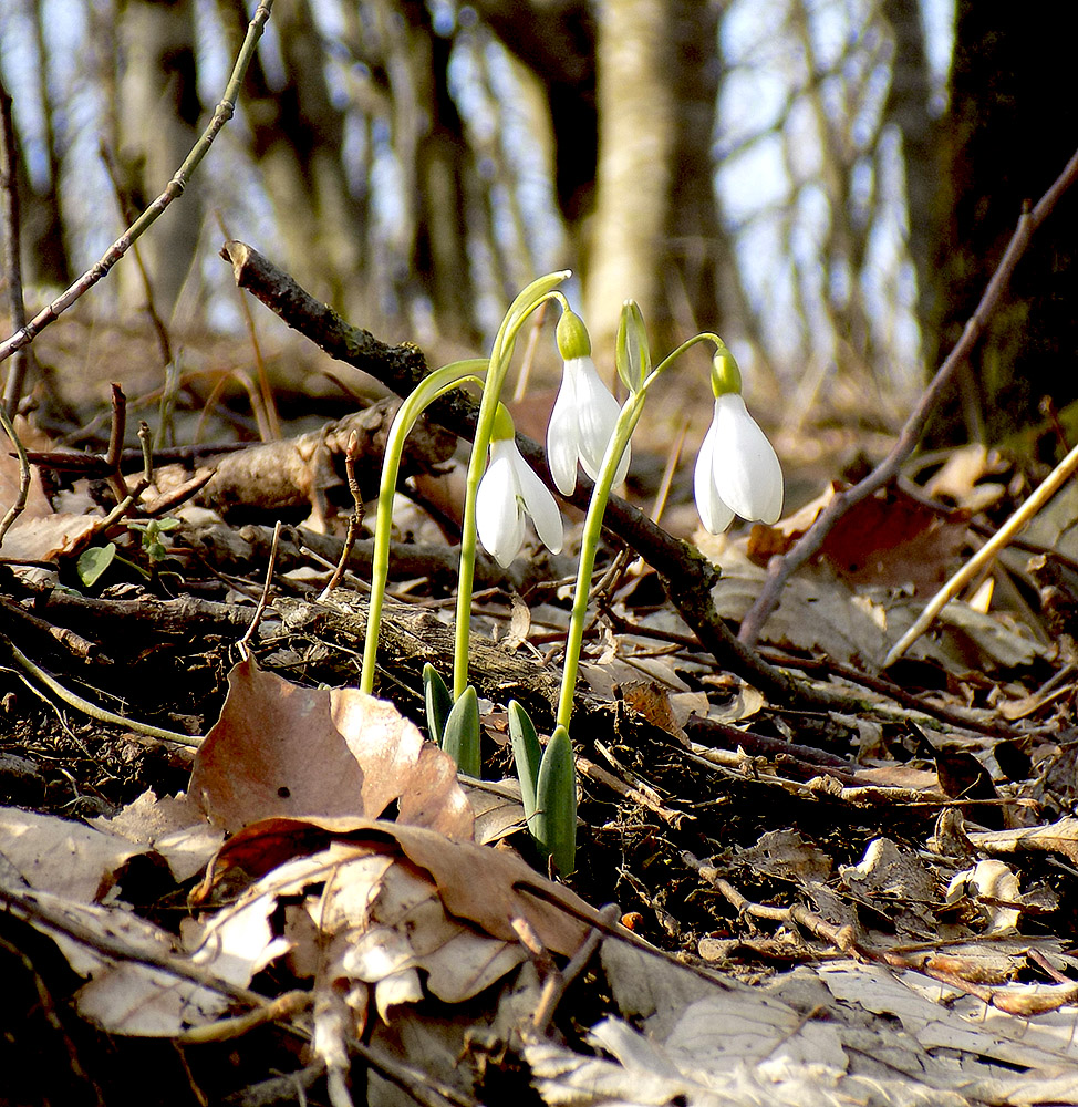 Image of Galanthus alpinus specimen.