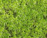 Sphagnum riparium