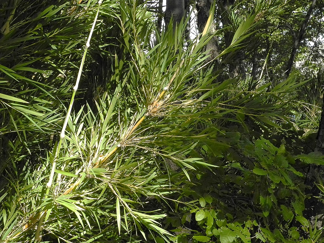 Image of Chusquea culeou specimen.