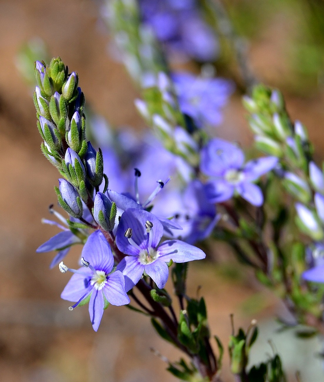 Image of Veronica capsellicarpa specimen.