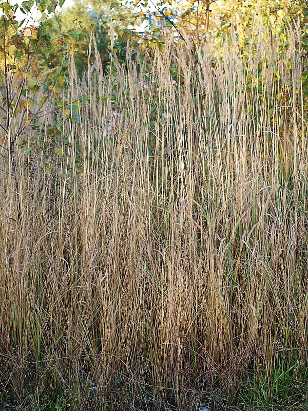 Изображение особи Calamagrostis epigeios.