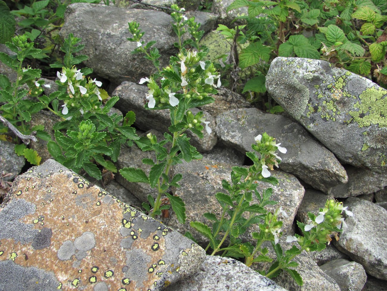 Изображение особи Teucrium chamaedrys.