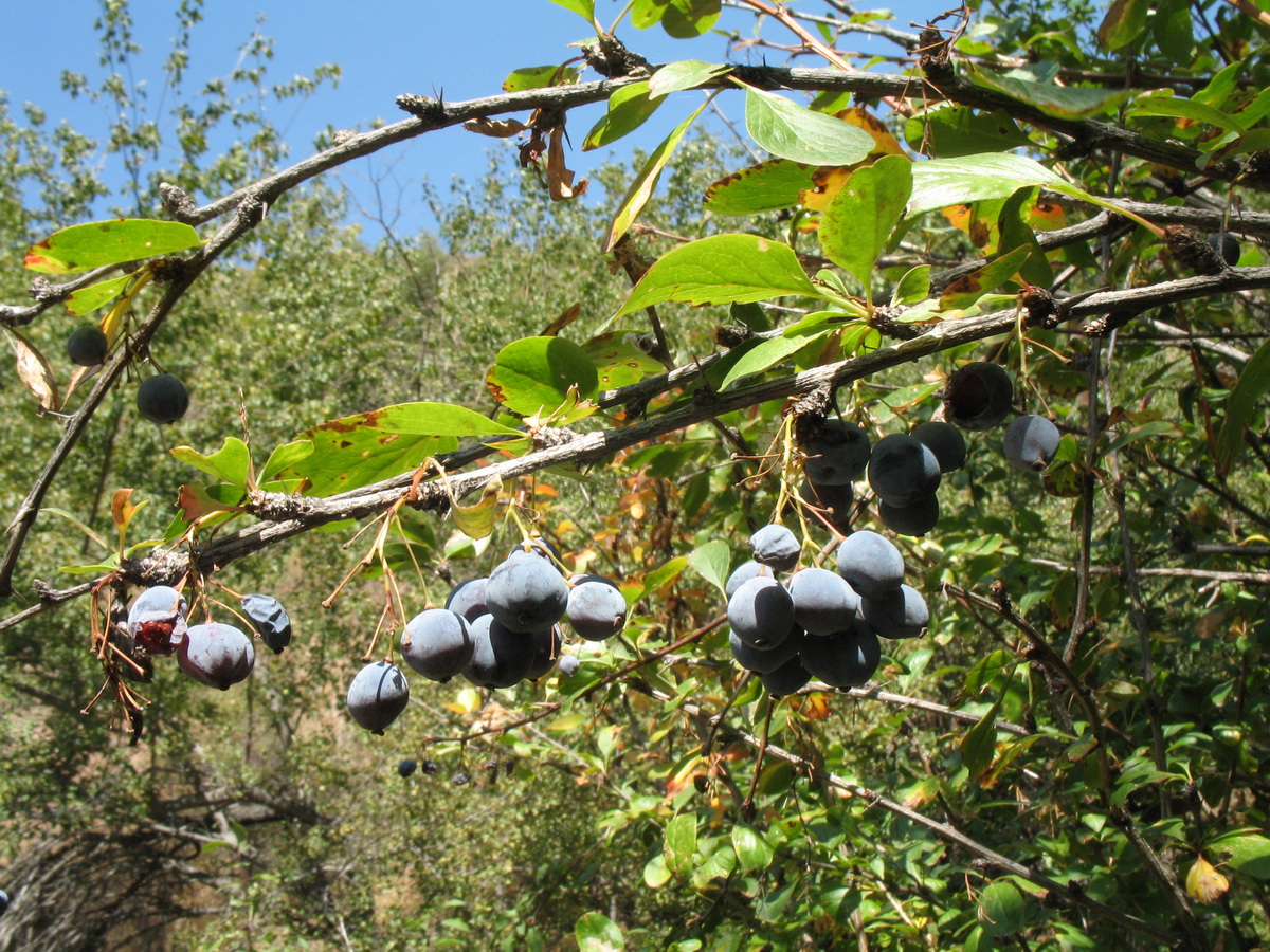 Image of Berberis sphaerocarpa specimen.