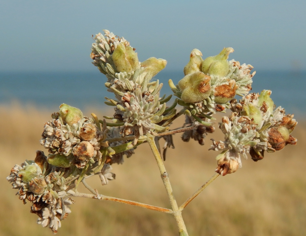 Image of Teucrium capitatum specimen.