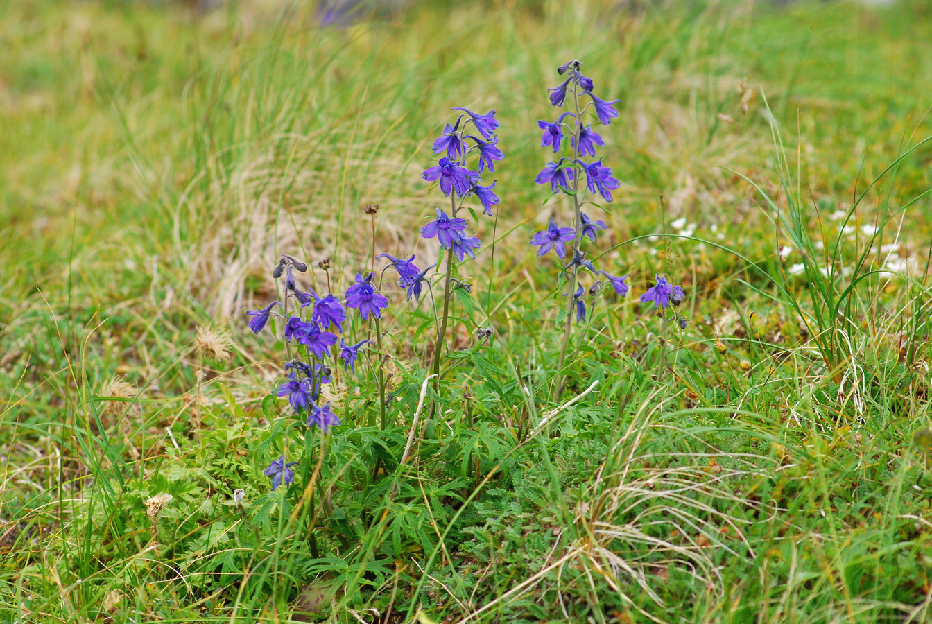 Изображение особи Delphinium chamissonis.