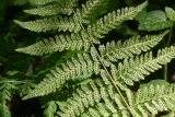 Dryopteris dilatata