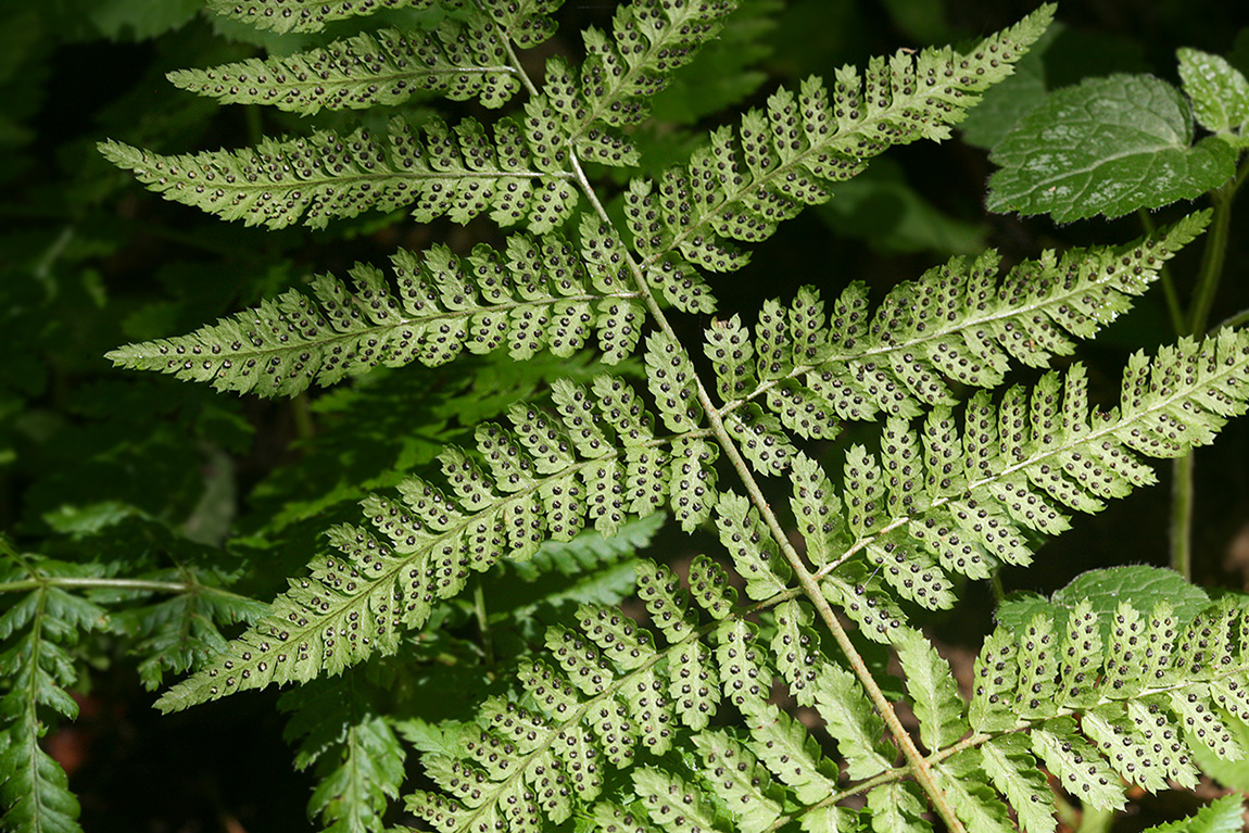 Image of Dryopteris dilatata specimen.