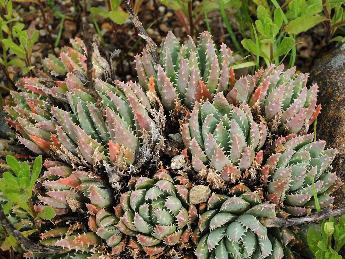 Image of Aloe brevifolia specimen.