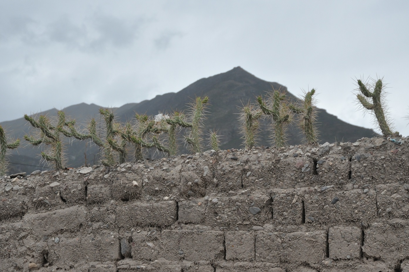 Image of Austrocylindropuntia subulata specimen.