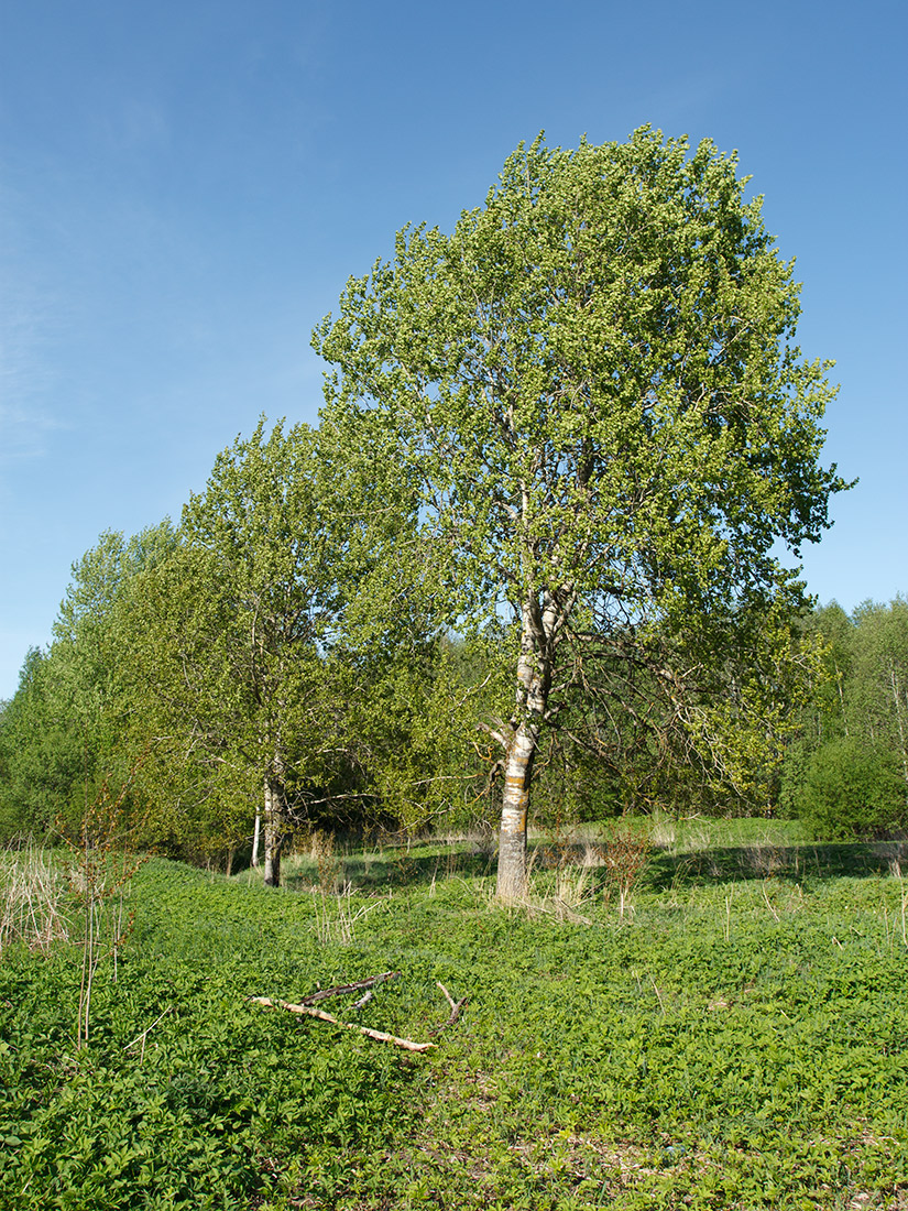 Image of Populus tremula specimen.