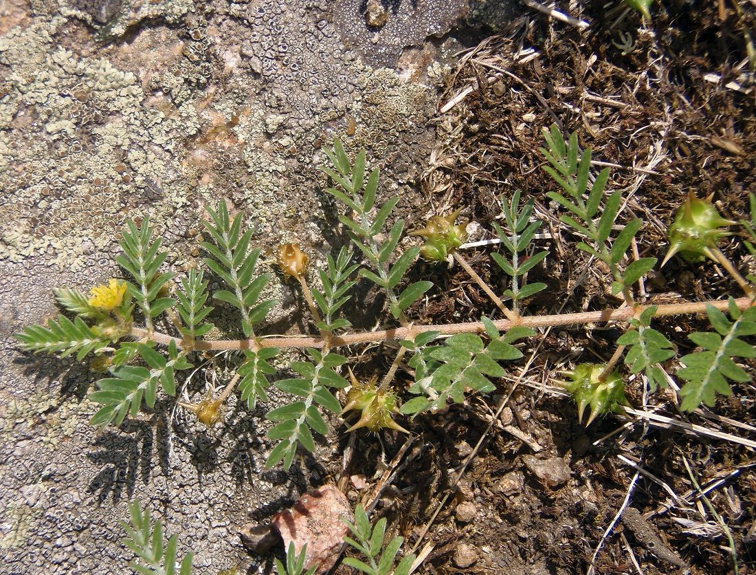 Image of Tribulus terrestris specimen.