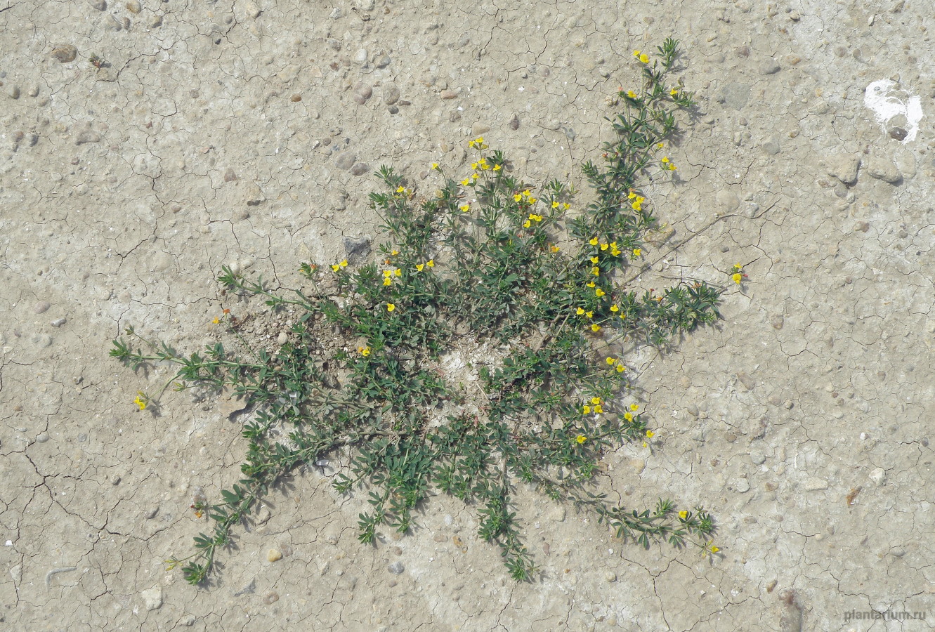 Image of Lotus &times; ucrainicus specimen.